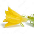 گل خیار Cucumber Flower